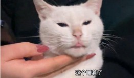 猫咪爆料视频大全集播放,视频大全集精彩瞬间回顾